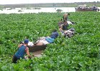 IMG 0284  Vandhyacinter på Tonle Sap søen